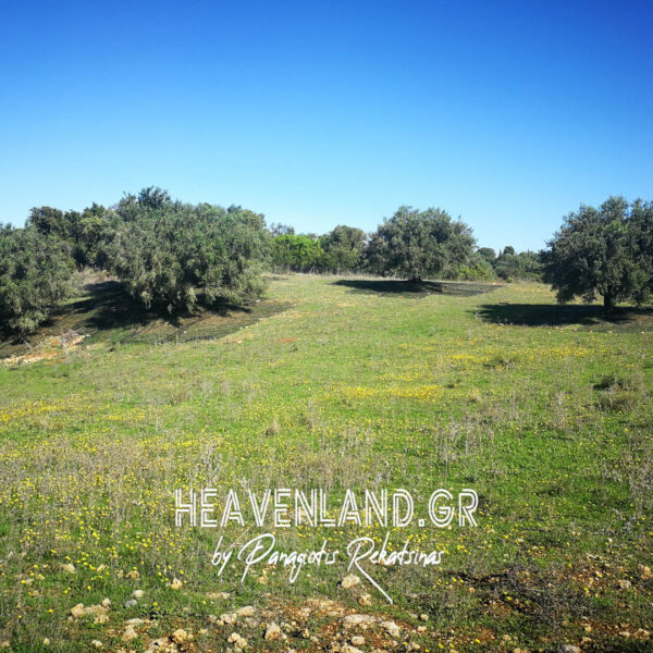 Χωραφι με Ελιες και πρασινο!